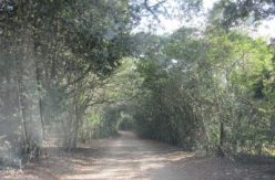 Tunnel of Holly Bushes